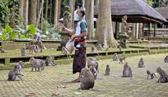 Monkey Forest Sangeh