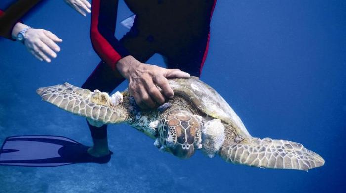 Berenang Bersama Penyu Raksasa
