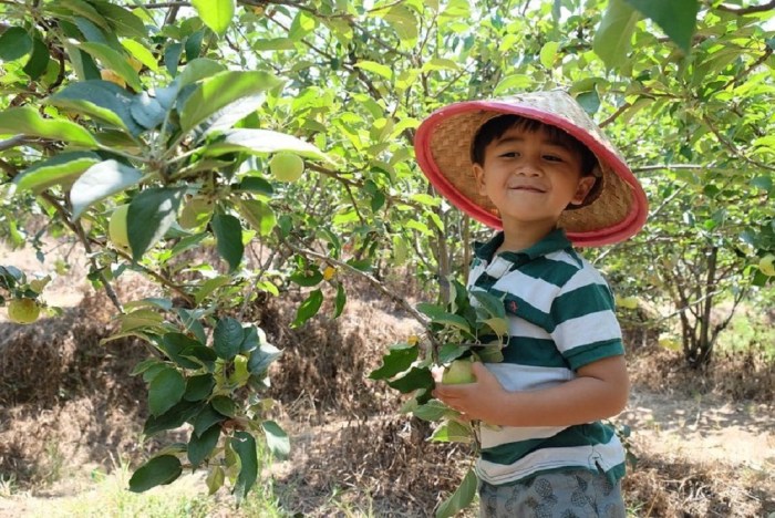 6 Rekomendasi Wisata Terbaru 2024 Petik Buah Apel di Malang? Simak ...