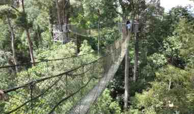 Objek Wisata Taman Hutan Hujan Tropis Bengkulu