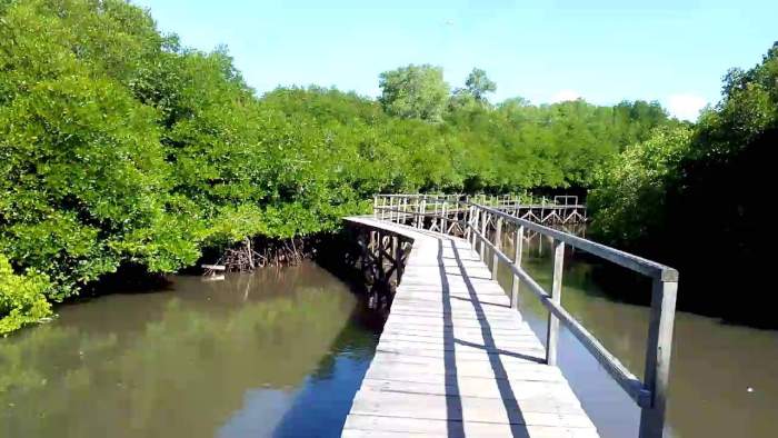 Hutan Mangrove Denpasar