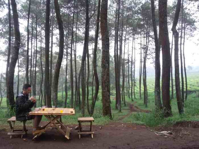 Hutan Pinus Kintamani