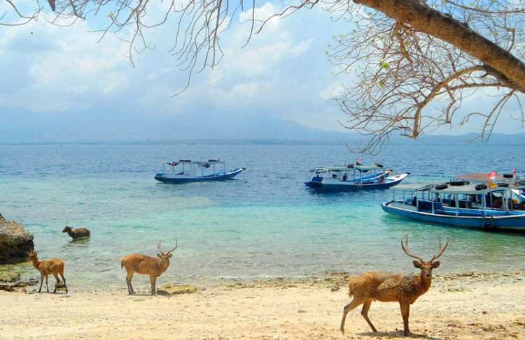 taman laut pulau menjangan