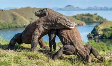 Penting! Tips Wisata ke Pulau Komodo, Liburan Tetap Aman dan Menyenangkan