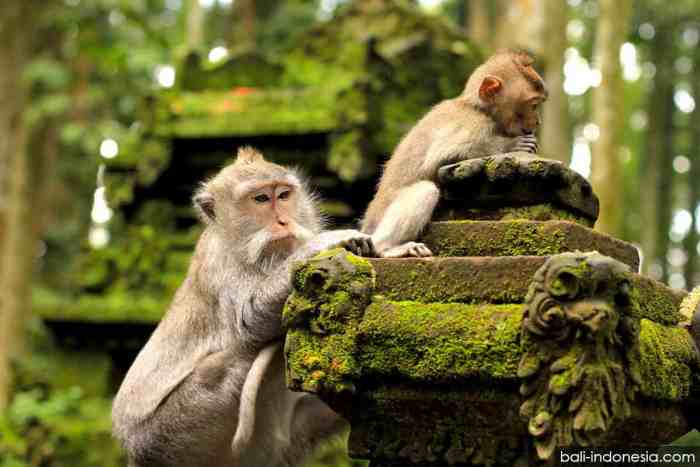 Monkey Forest Sangeh
