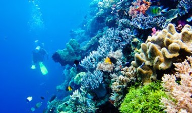 Rekomendasi 11 Taman Laut Terindah & Terkenal Yang Ada di Indonesia