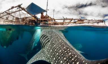 Melihat Pertunjukkan Ikan Paus Biru yang Ada di Indonesia