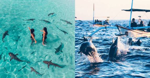 Ikan Paus dan Lumba-luma Pantai Lovina Bali