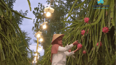 Paket Hemat Family Tour Banyuwangi 2 Hari 1 Malam